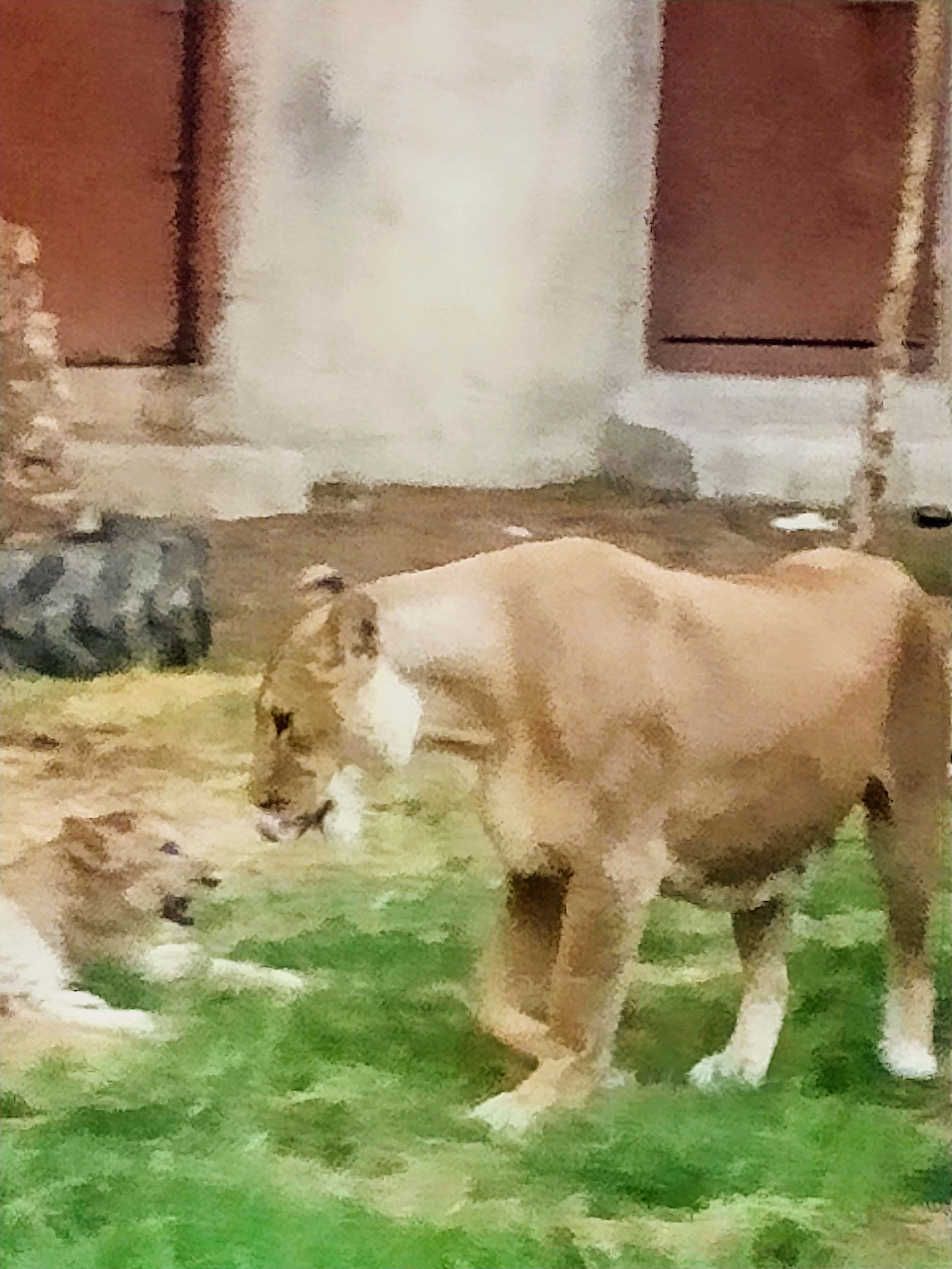 Zoo, Abu Dhabi, big cats Zoo, Abu Dhabi, big cats