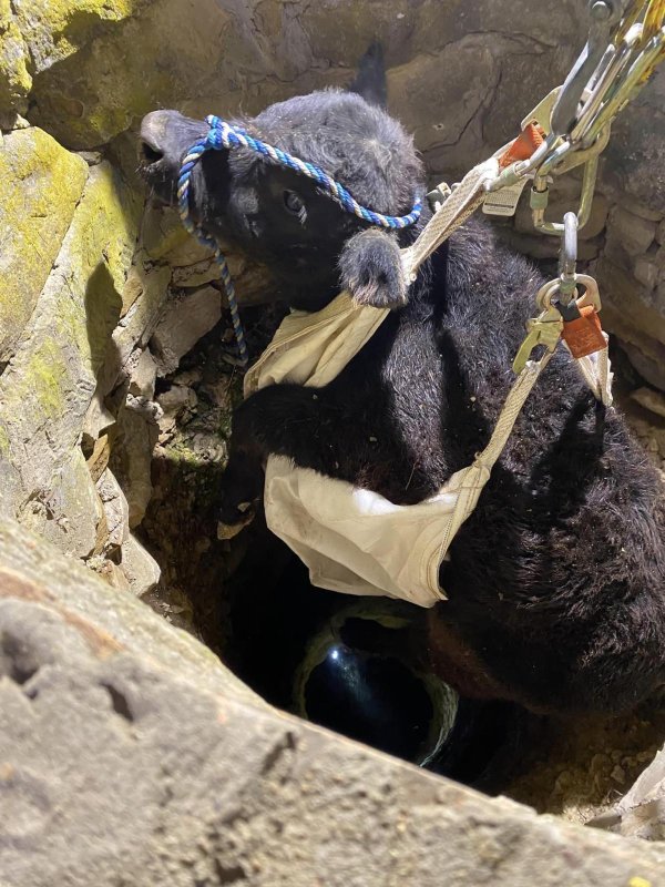 A calf rescued from a 40 foot well in Comanche Texas by firefighters.. A calf rescued from a 40 foot well in Comanche Texas by firefighters..