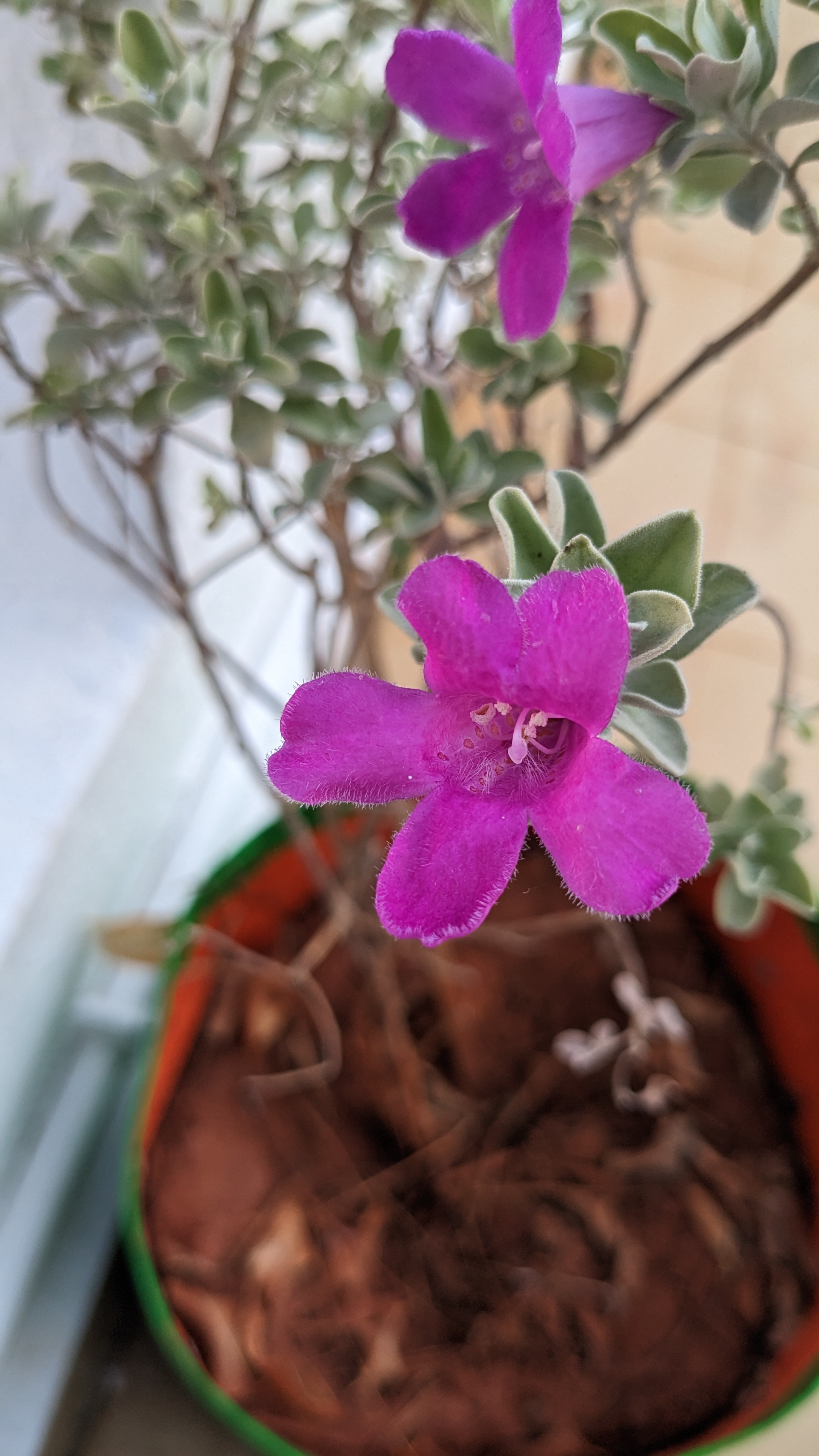 Purple hairy flower! Purple hairy flower!