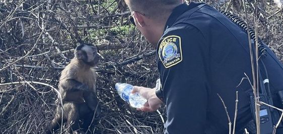 A Lexington police officer giving a monkey a bottle of water. A Lexington police officer giving a monkey a bottle of water.
