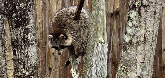 A raccoon that needed to be rescued by animal control officials in Falmouth Massachusetts