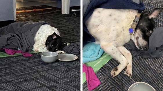 A female dog rescued by a police officer in Maine on Saturday morning. A female dog rescued by a police officer in Maine on Saturday morning.