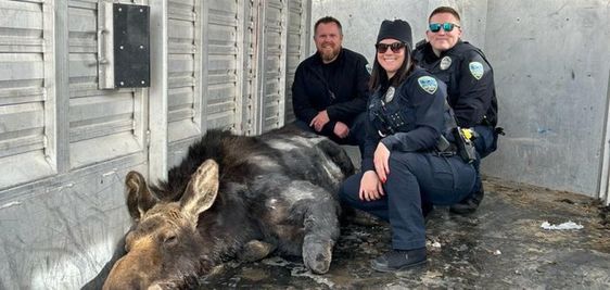 Centerville Police Officers with a moose that was captured by use of a tranquilizer gun.
