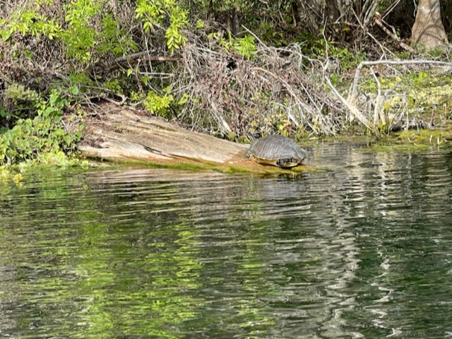 Wildlife at Silver Springs State Park. Photo taken by and the property of FourWalls. Wildlife at Silver Springs State Park. Photo taken by and the property of FourWalls.