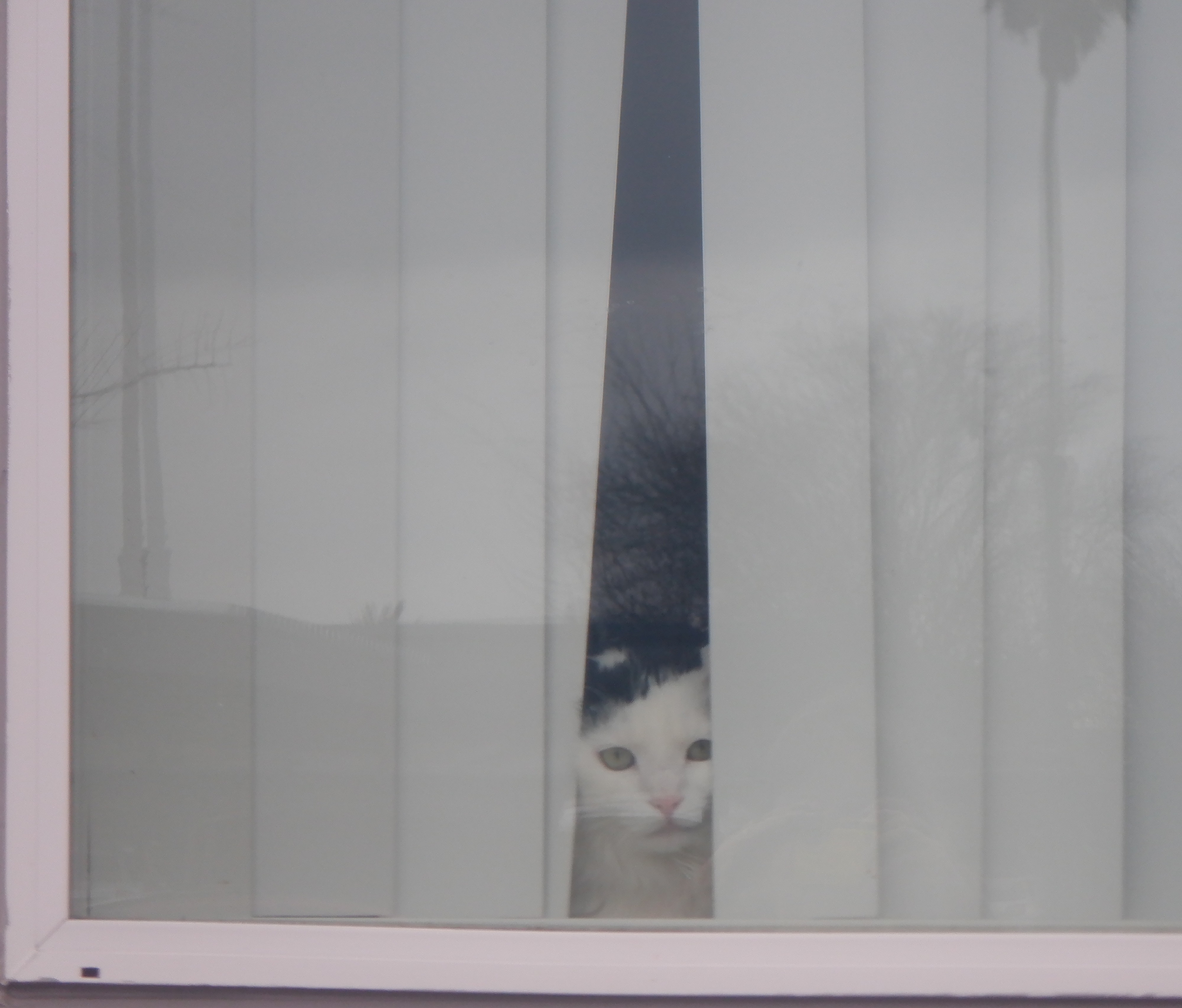 Neighbor cat at his window