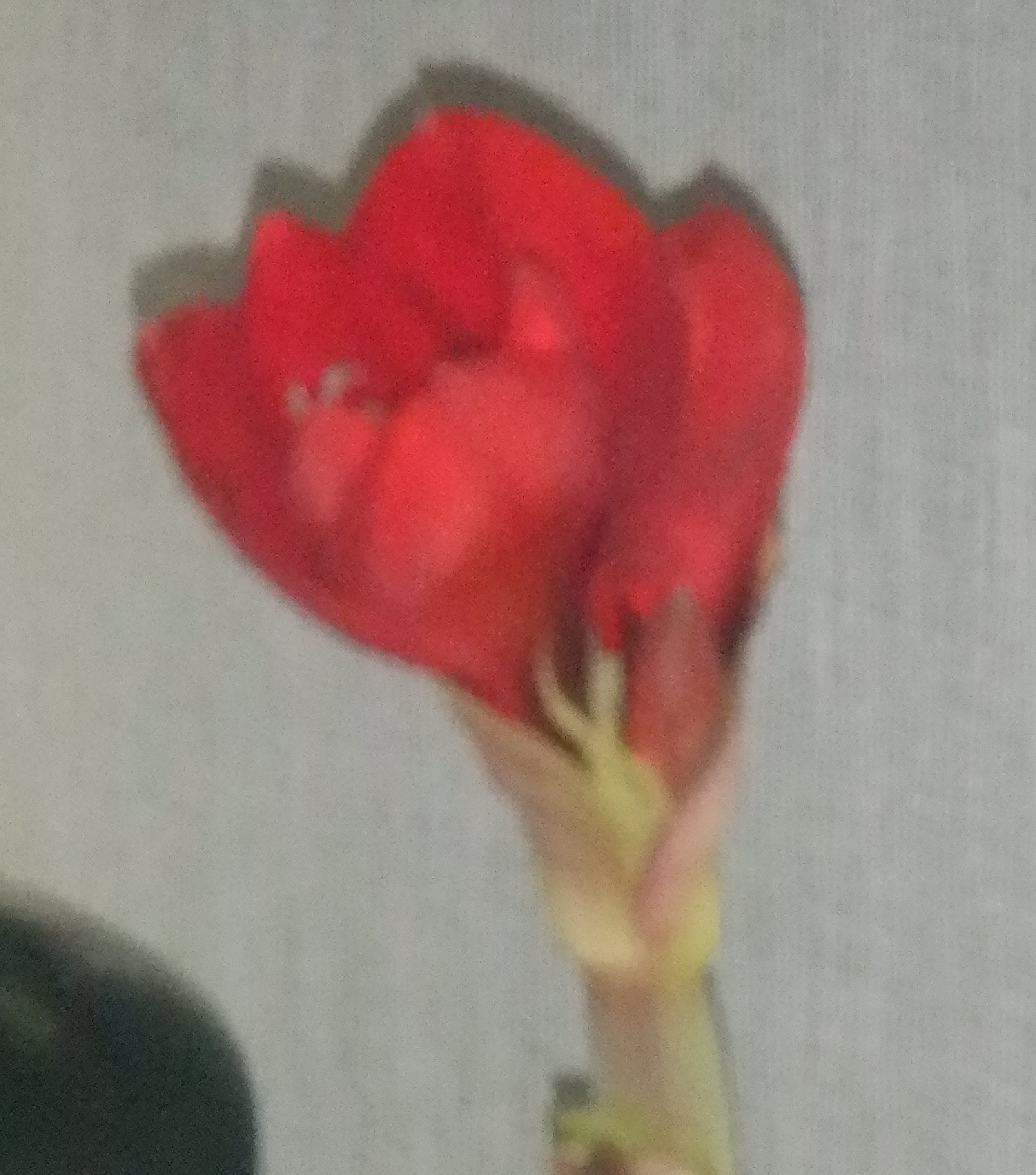 A flower at my boss' house A flower at my boss' house