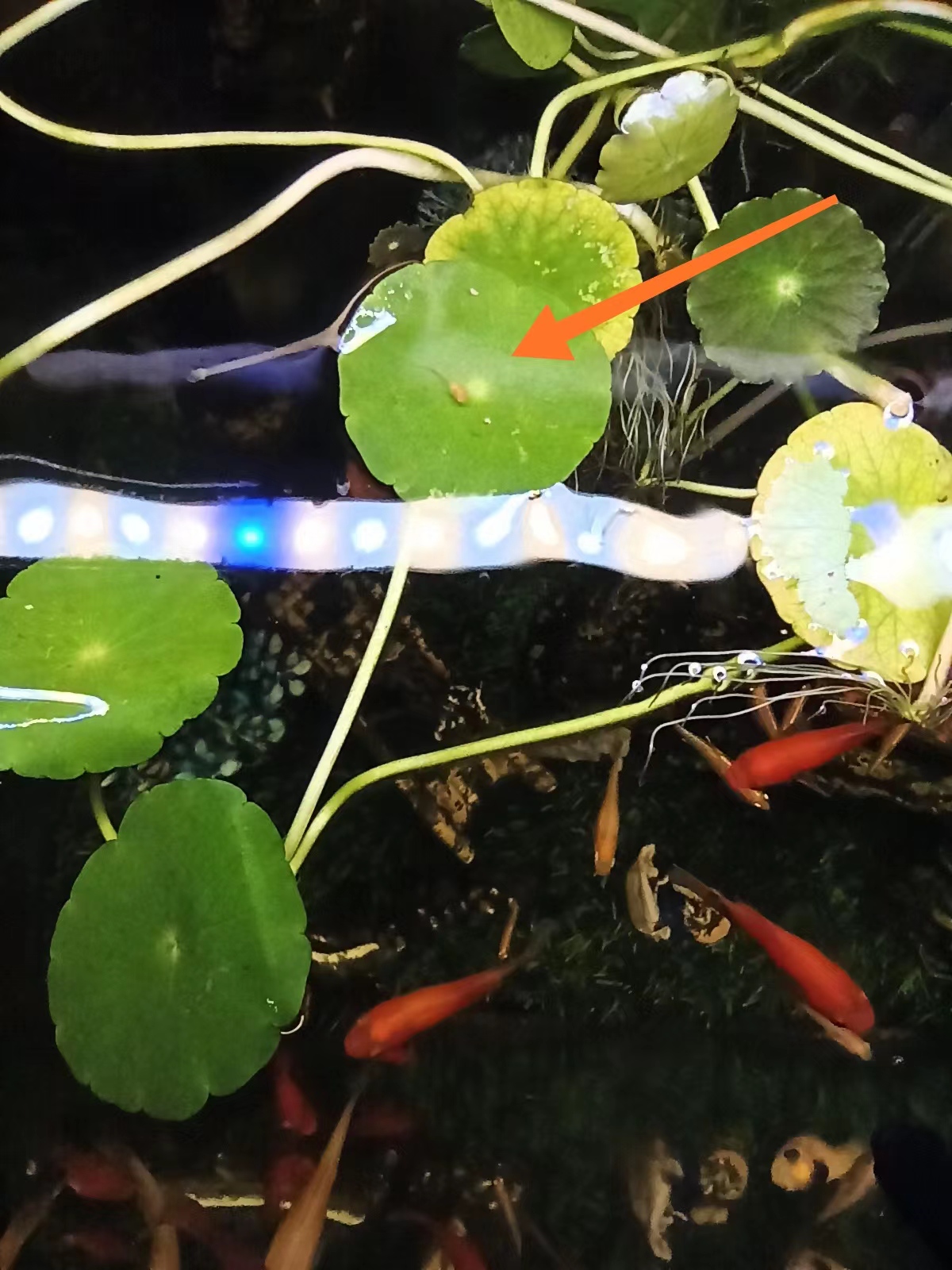 baby fish baby fish