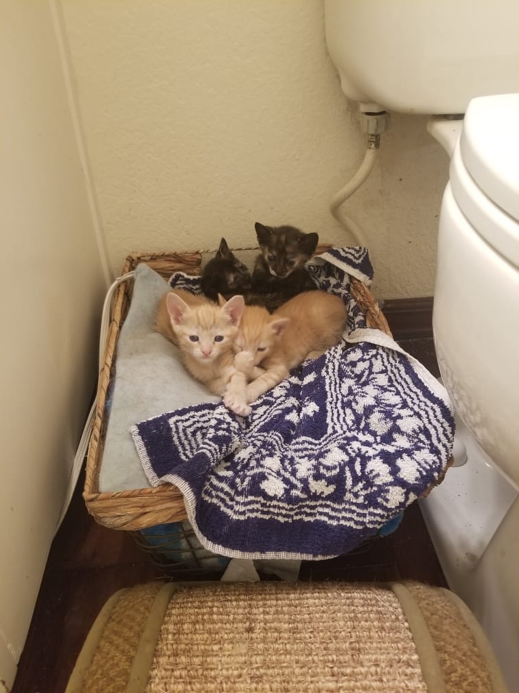 Babies