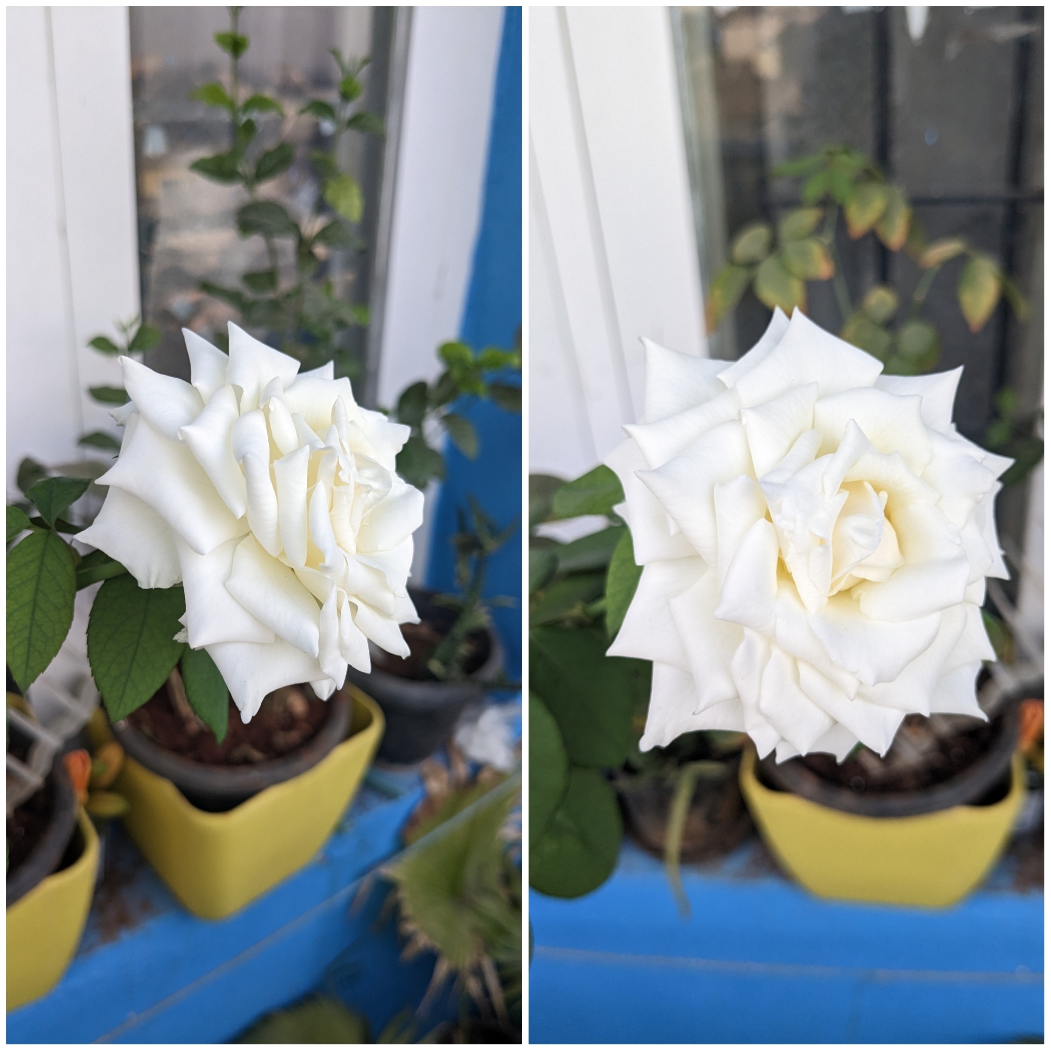 White rose