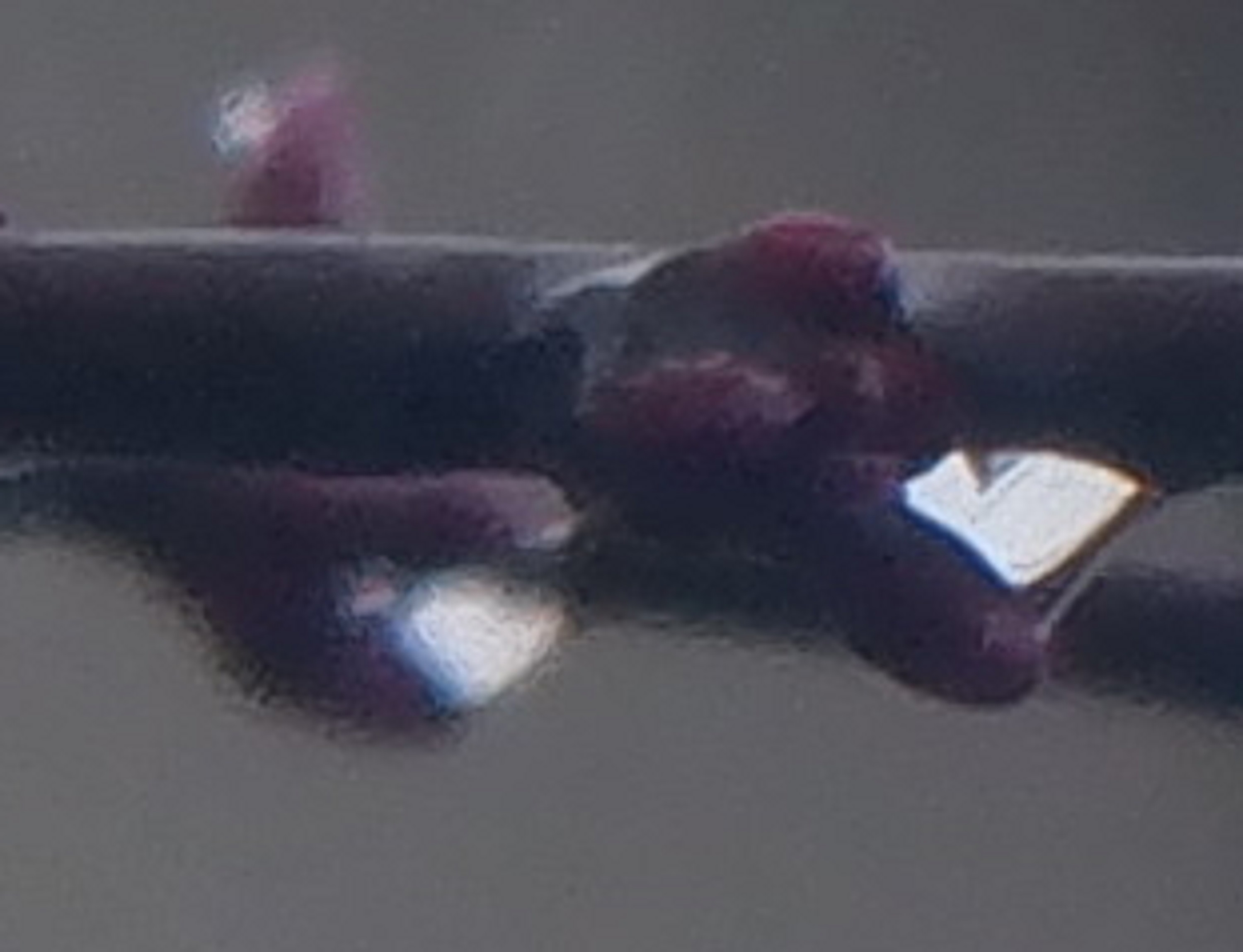Cropped photo taken by me 3-11-23