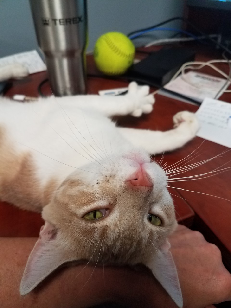 The Story Behind Cal, the Warehouse Cat Part 1 / myLot