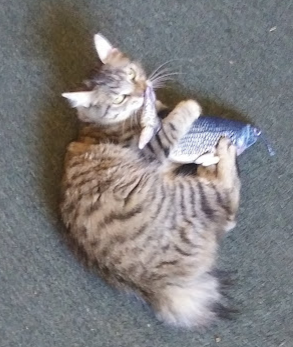 March 13, Bitty discovered the fish March 13, Bitty discovered the fish