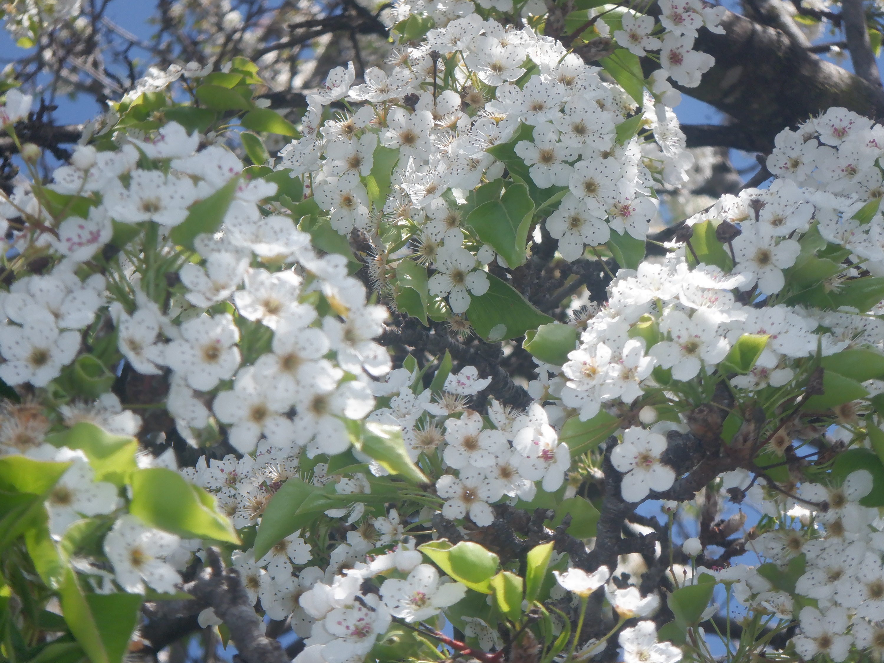 Photo I took of a tree on the way to the bank today. Photo I took of a tree on the way to the bank today.