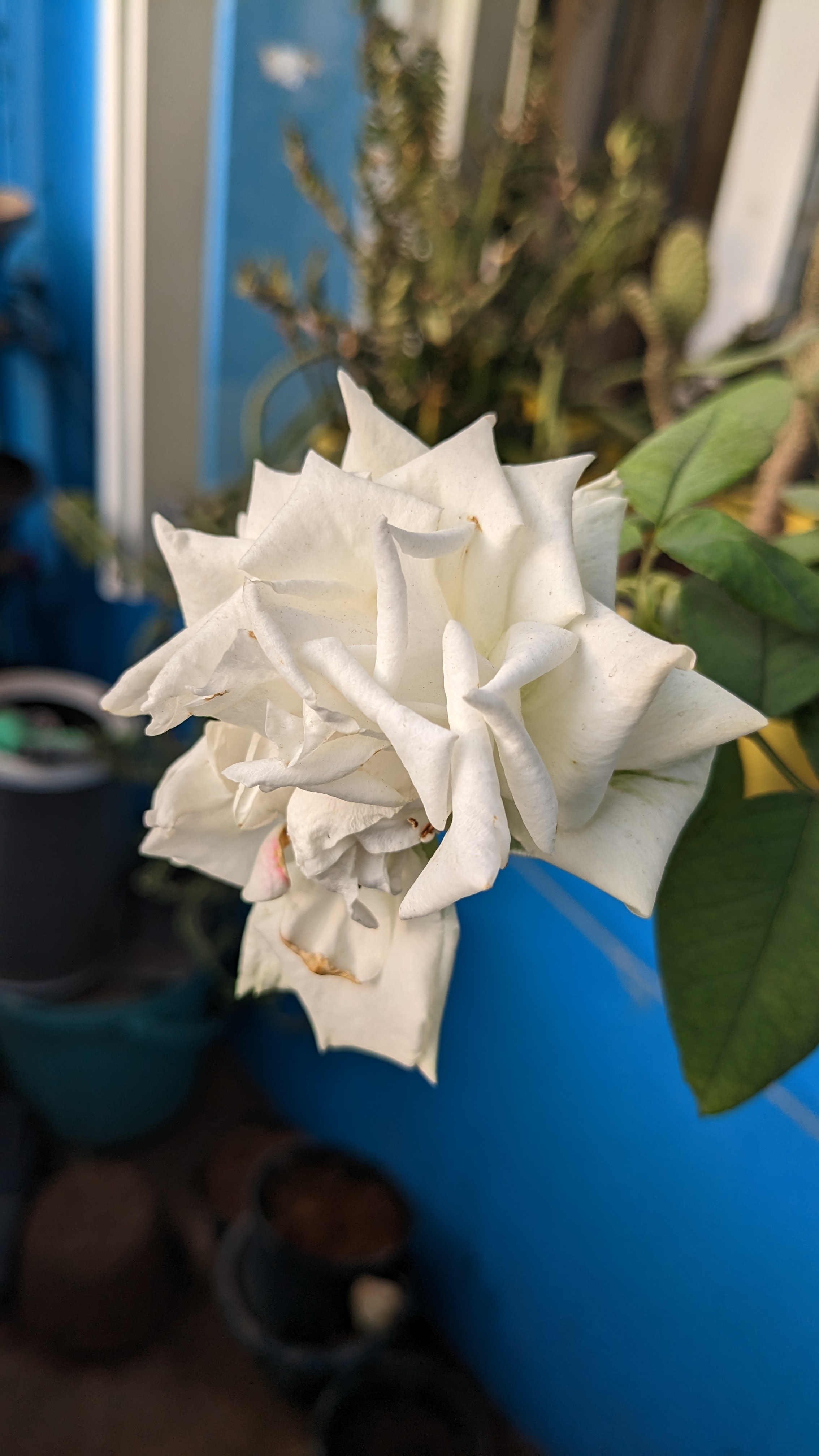 Single white rose