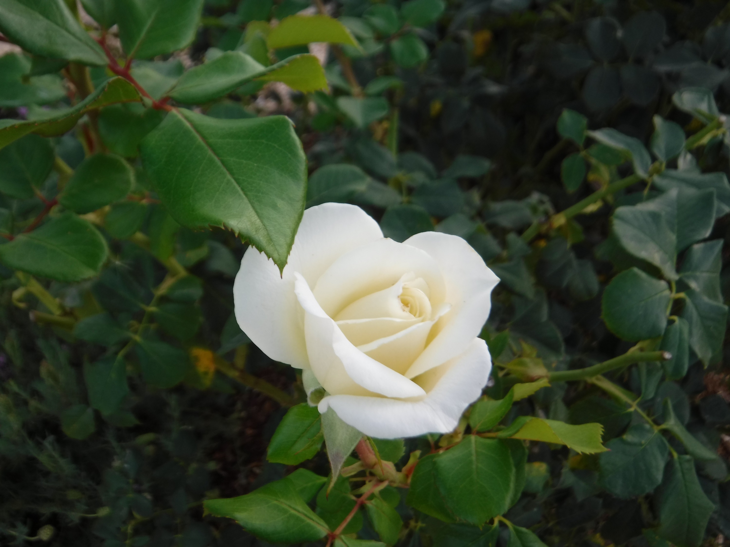 Photo taken by me Photo taken by me