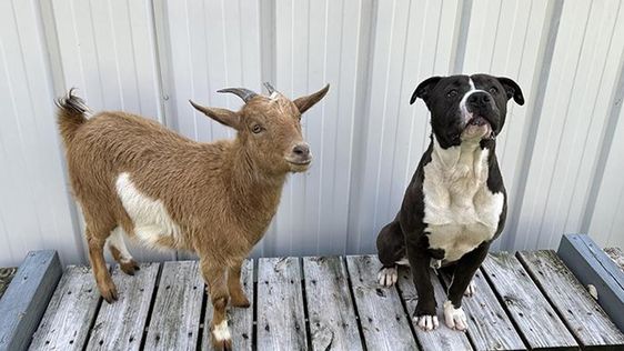 Cinnamon and Felix find a home in Johnston County North Carolina Cinnamon and Felix find a home in Johnston County North Carolina