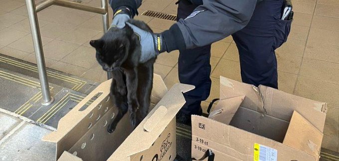 Cat rescued by NYPD officers in a subway station in New York City