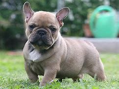 Image of a French bulldog Image of a French bulldog