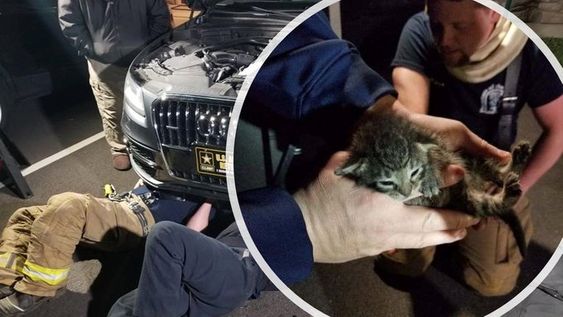 Firefighters rescuing a kitten trapped inside of an auto engine Firefighters rescuing a kitten trapped inside of an auto engine