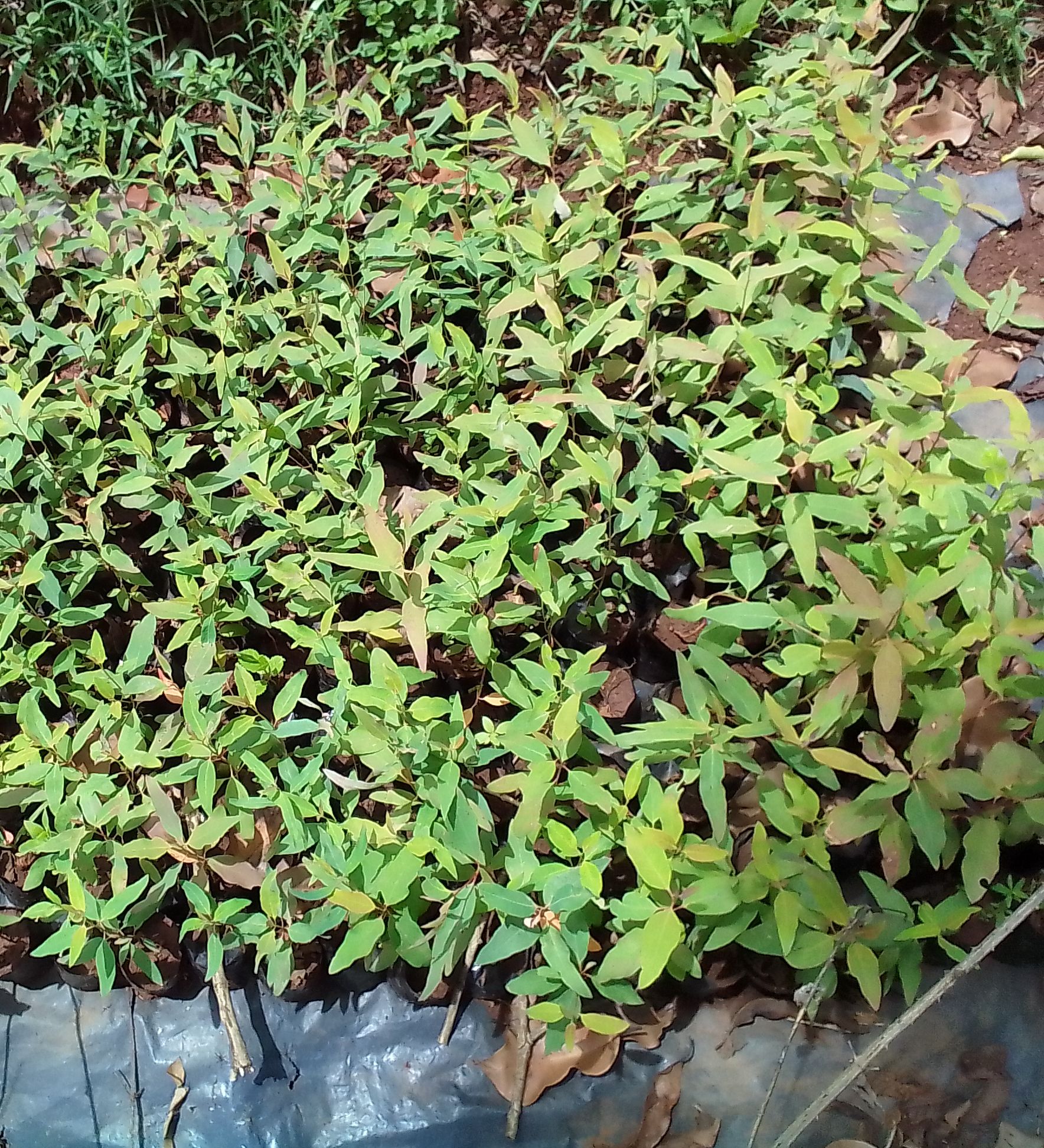 Tree seedlings