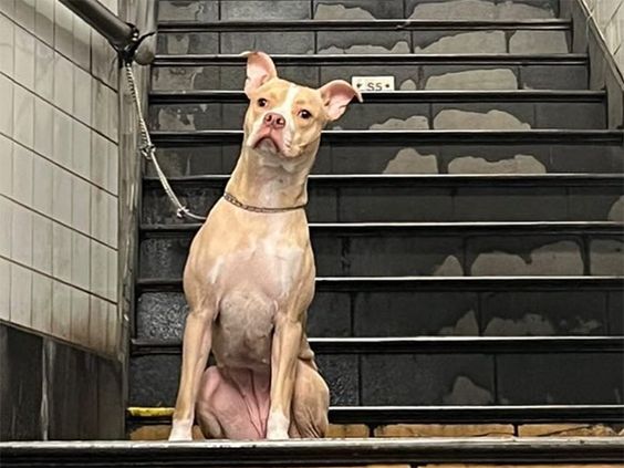 Image of female dog named Peaches who was seen in New York City subway station