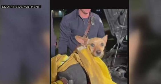 Image of a female dog rescued by firefighters in California.