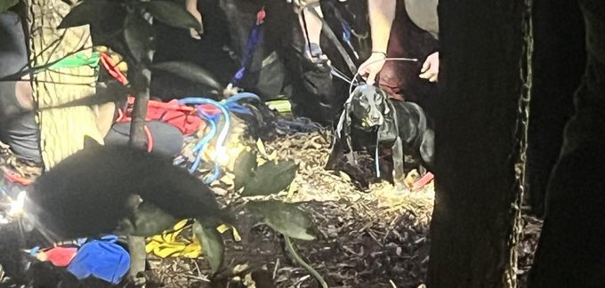 Dogs being rescued inside of a cave in Kentucky. Dogs being rescued inside of a cave in Kentucky.