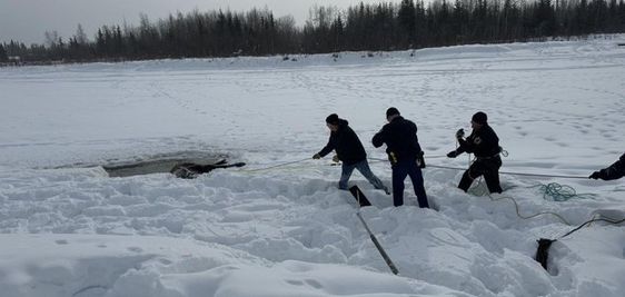 Teamwork of citizens rescuing a moose trapped in a river in Fairbanks