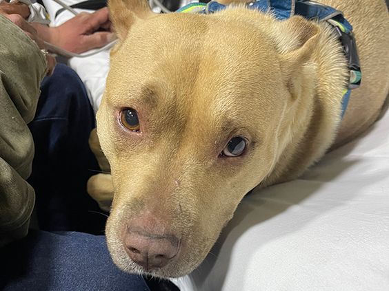 Dog named Angel who was along with his owner rescued by state police in W V. Dog named Angel who was along with his owner rescued by state police in W V.