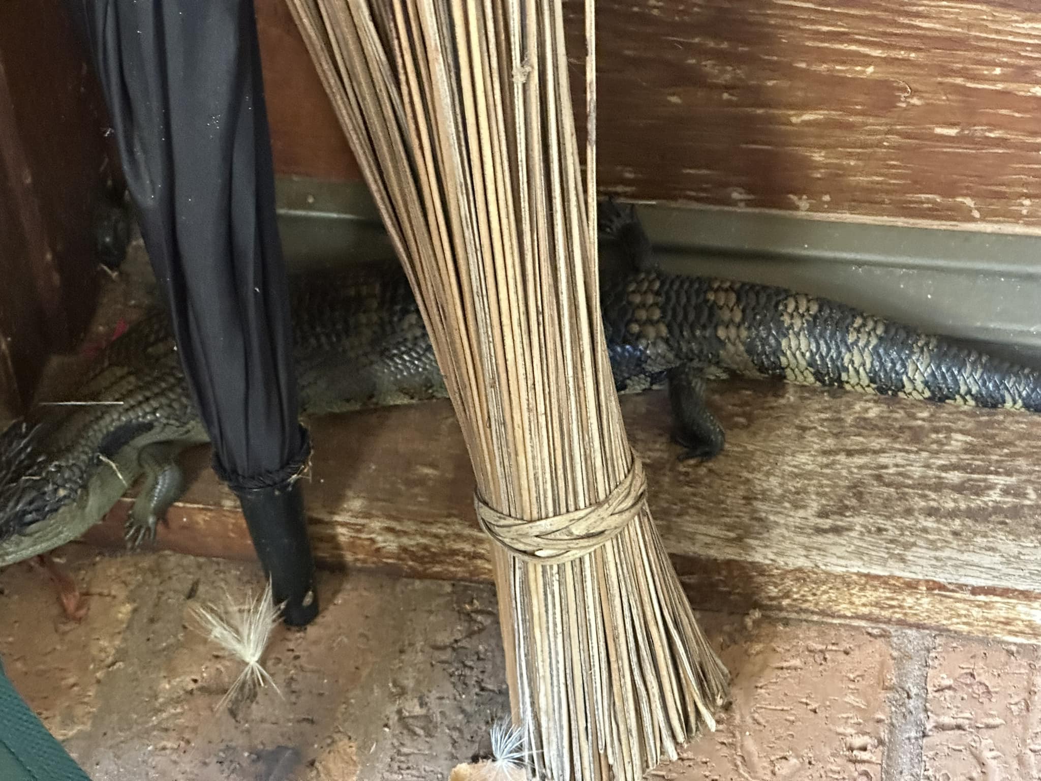 Blue tongue lizard in our garden