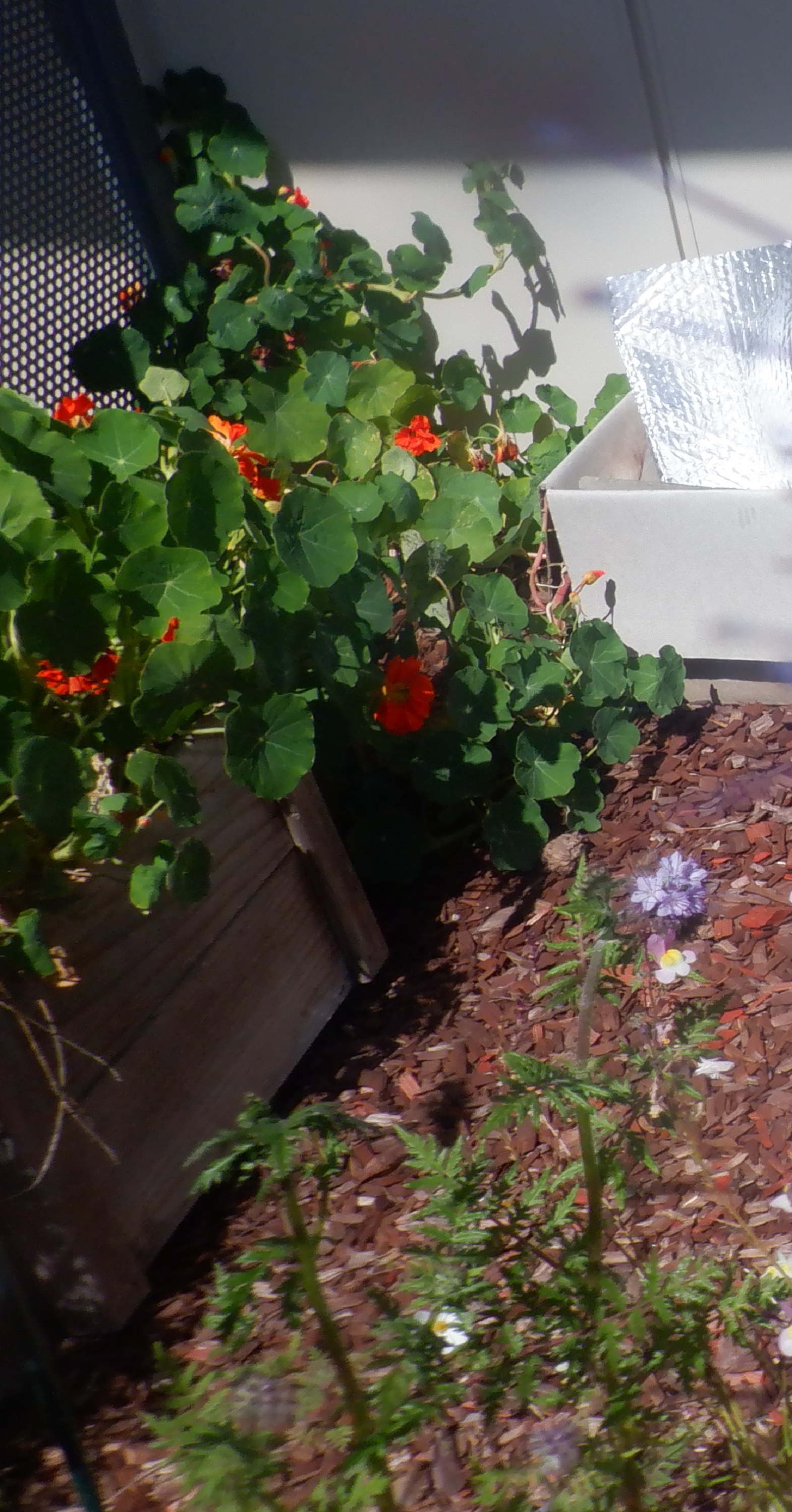 Photo of my Nastursiums 4-14-23 Photo of my Nastursiums 4-14-23