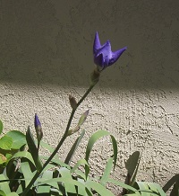 Iris back at my house 4-26-14 Iris back at my house 4-26-14