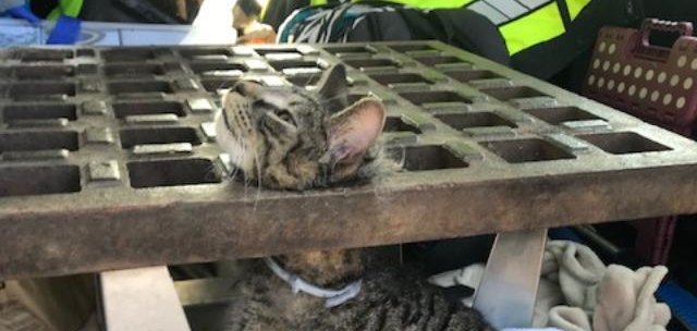 A cat trapped in a storm drain grate in Massachusetts that was rescued. 