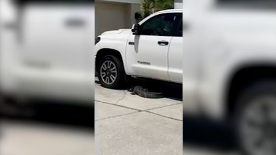 An alligator seen underneath a pickup truck in New Tampa Florida 