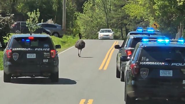 Emu running in the streets of Roane County on Thursday.