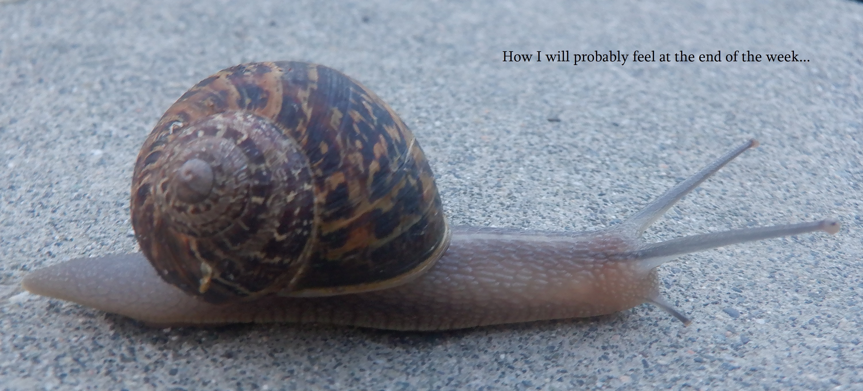 Photo I took of a snail in my path on the way to the bus today. Photo I took of a snail in my path on the way to the bus today.