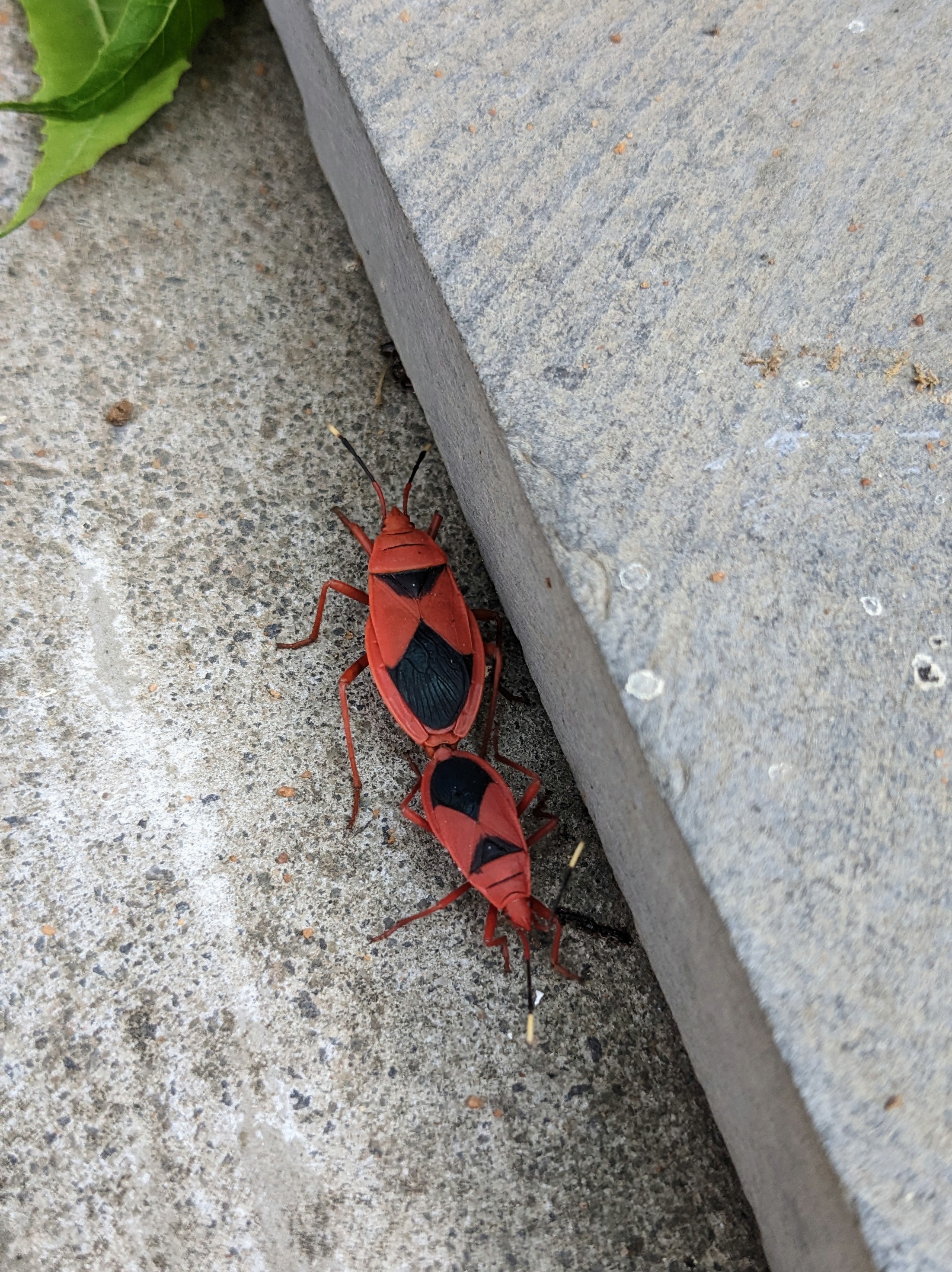 Insects, bugs, Insects, bugs,