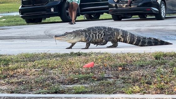 An alligator crawling on a street in West Palm Beach on Monday evening. An alligator crawling on a street in West Palm Beach on Monday evening.