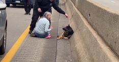 Debbie Allen saving the life of a German Shepherd who was running on Interstate 94 Debbie Allen saving the life of a German Shepherd who was running on Interstate 94