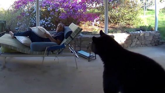 North Carolina resident David Oppenheimer sees a black bear in his home. North Carolina resident David Oppenheimer sees a black bear in his home.