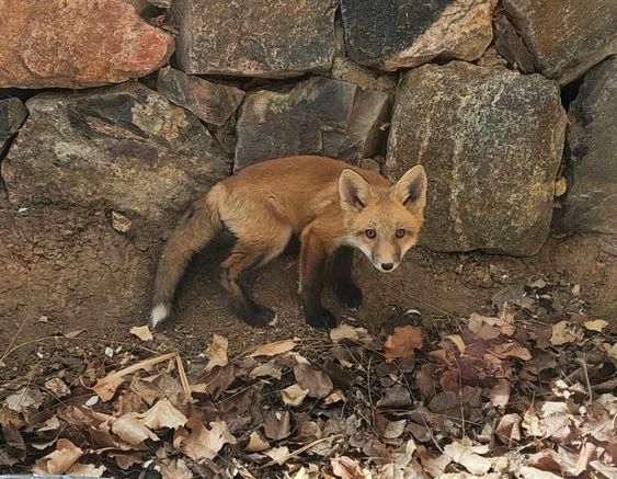 An image of a baby fox in Greenwood Village Colorado An image of a baby fox in Greenwood Village Colorado