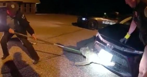 Game warden in Wisconsin rescue a bobcat trapped under a car grill Game warden in Wisconsin rescue a bobcat trapped under a car grill