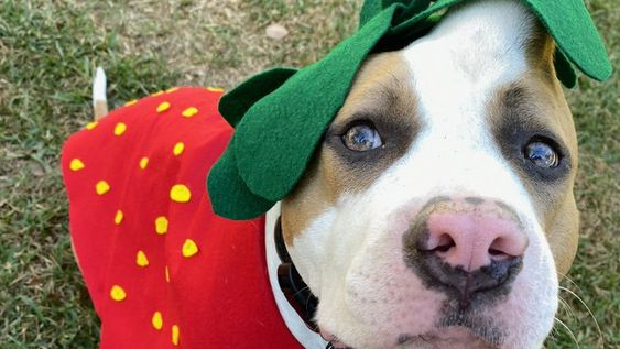 Female Pit Bull Strawberry who was adopted by a loving family recently.
