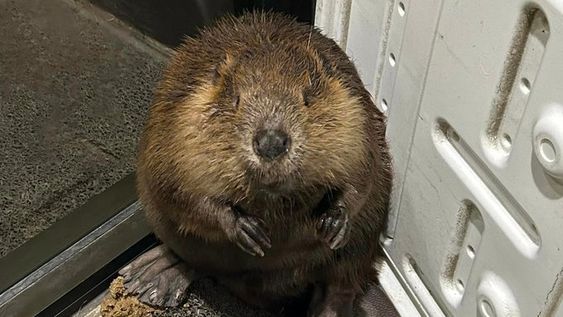 Image of beaver Chuck from Brunswick Maine. Image of beaver Chuck from Brunswick Maine.