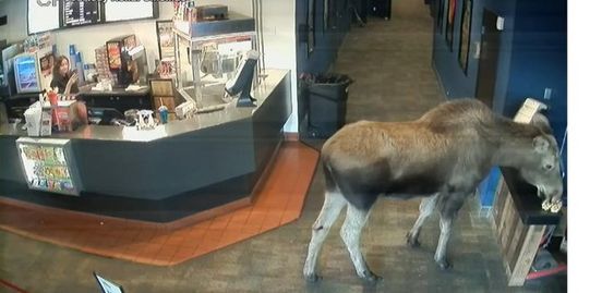 A moose eating food inside of a movie theater in Kenai Alaska A moose eating food inside of a movie theater in Kenai Alaska