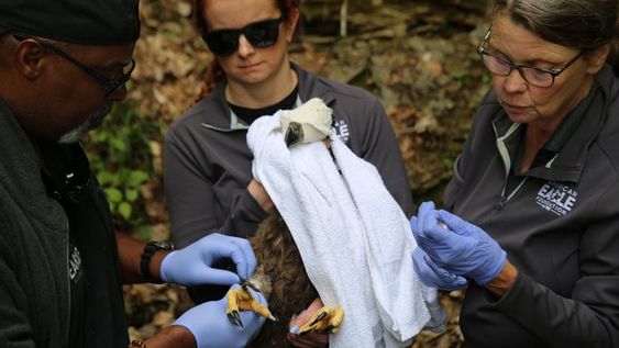 Government agents rescuing eaglets trapped in a fishing line in Tennessee.