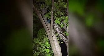 A peacock view outside of the Bronx Zoo in New York City