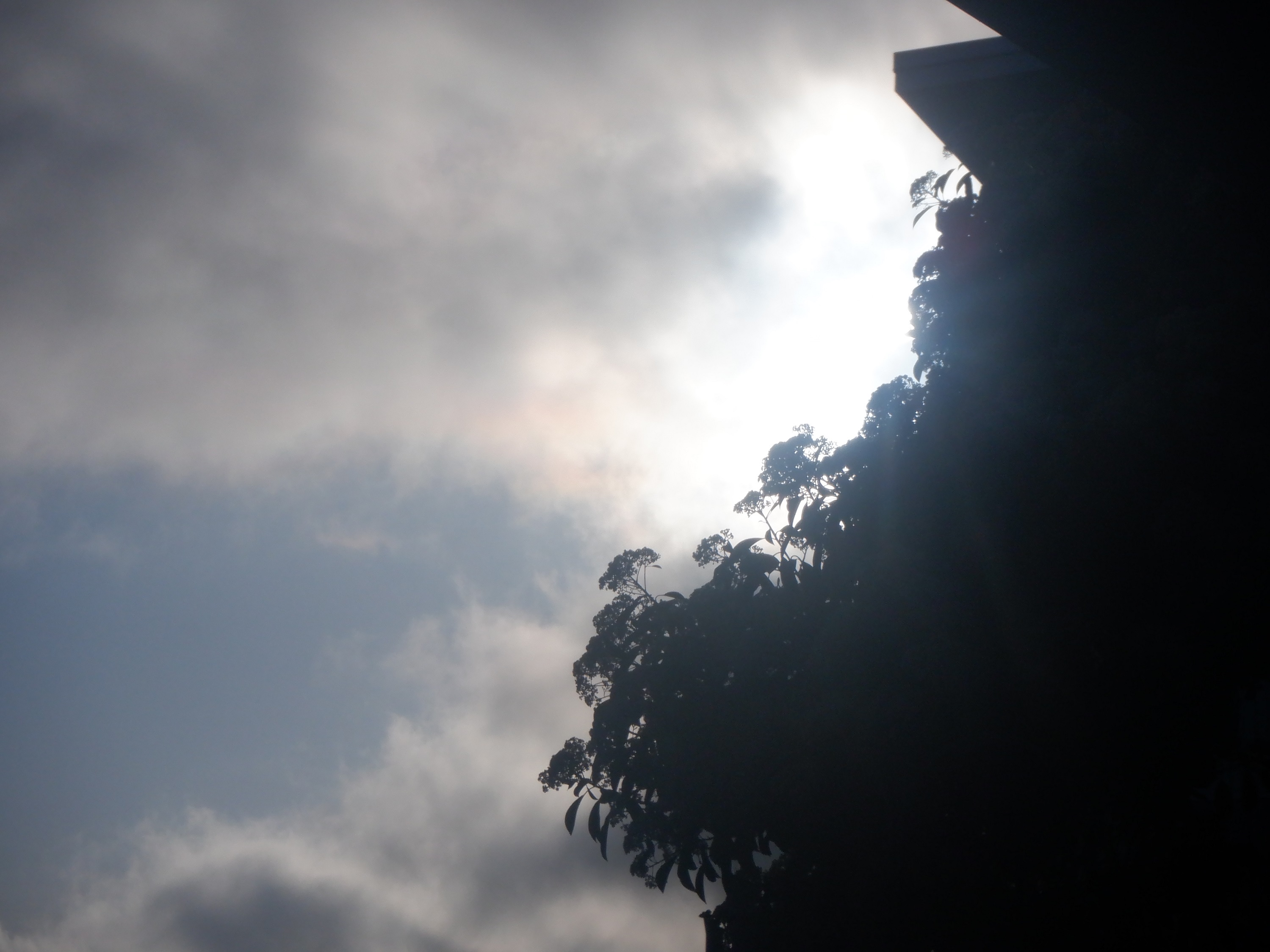 Photo taken by me 4-30-23 Photo taken by me 4-30-23