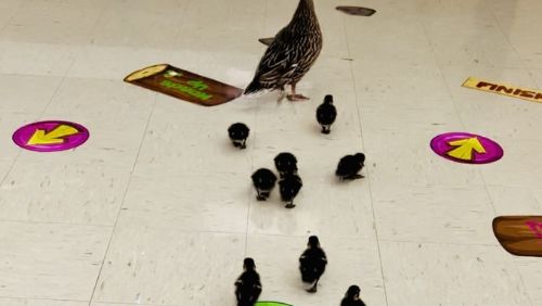 Mom duck and 12 ducklings walking inside of an elementary school in Ohio Mom duck and 12 ducklings walking inside of an elementary school in Ohio