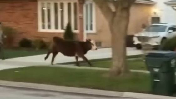 Cow running loose in Niles Illinois